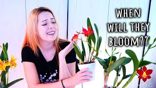 When will your Cattleya Orchid sheath make buds? - All you need to know