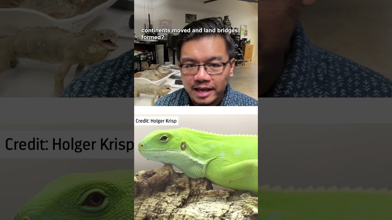 How Did Iguanas Get to Fiji?