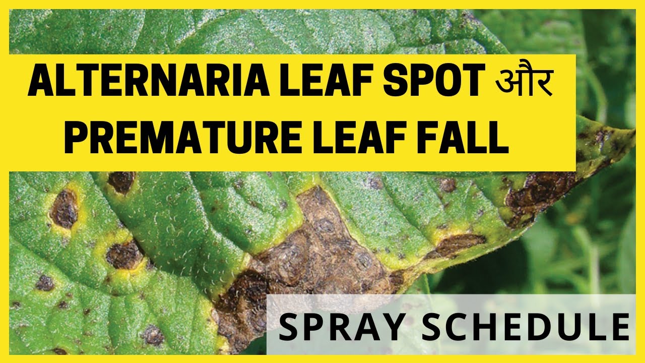 Alternaria Leaf Spot Premature Leaf Fall Spray alternaria-leaf-spot-premature-leaf-fall-spray