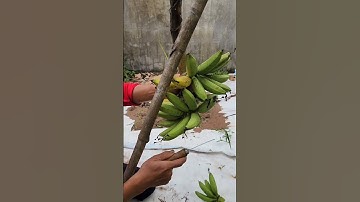 Cắt buồng chuối #bienfarm #farming