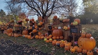 Pumpkin Patch - GlasGLOW 2023