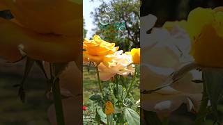 Pati Brahmcahri | Full HD 428 | 29 Sept 2026 | Full HD #Newepisode
