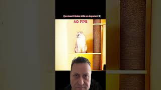 Kedi Ağzıyla Kart Yakaladı Sonra Ayağıyla Mükemmel Yakaladı