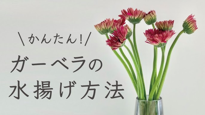 ガーベラの水揚げ方法をご説明 お花の育て方 飾り方 Youtube