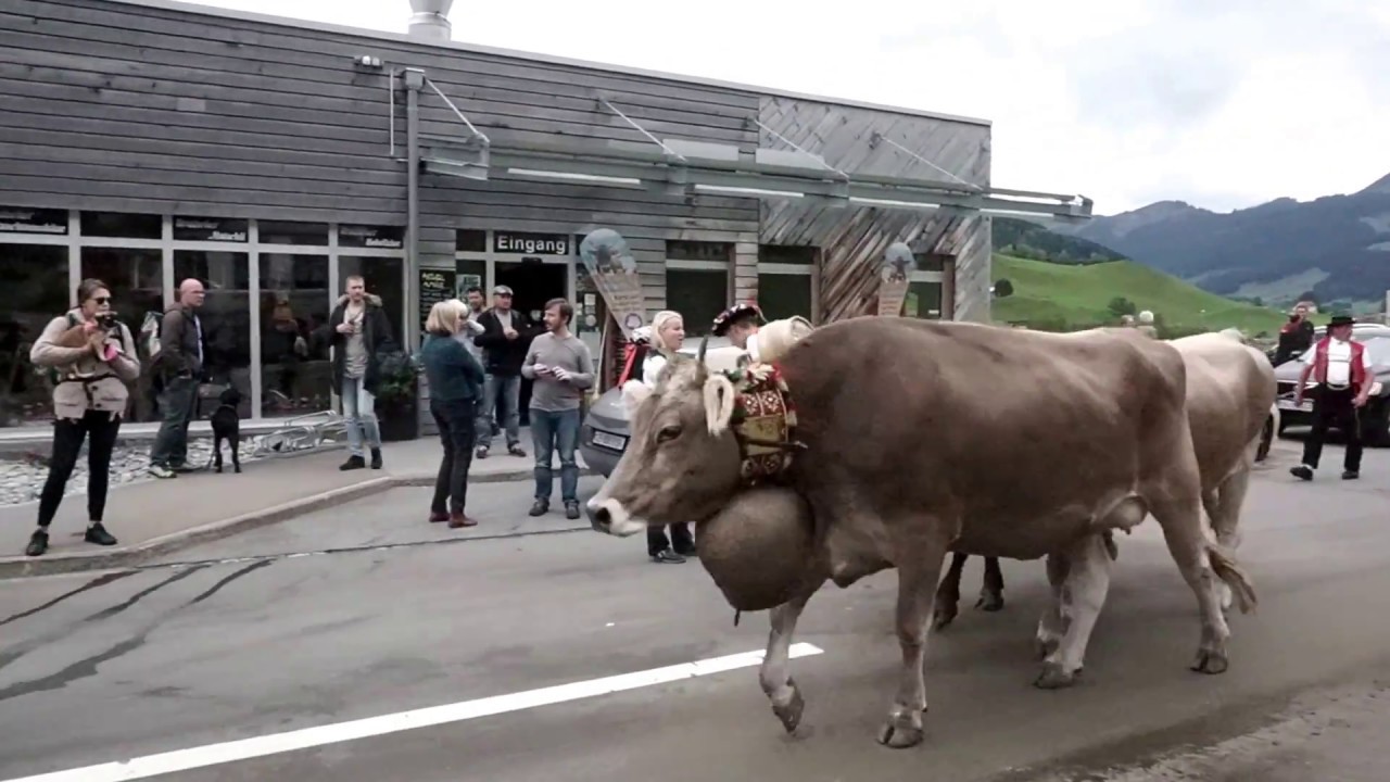 山のマキバからお帰りなさい 牛 牛 牛 牛の行列alpabzug 秋の風物詩ドイツ スイスの旅8 1 アッペンツェル スイス の旅行記 ブログ By ぶどう畑さん フォートラベル