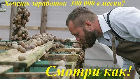 Сколько можно заработать на ферме по разведению улиток?