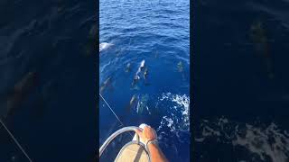 so many DOLPHINS 🤩🐬 #travel Wealth
