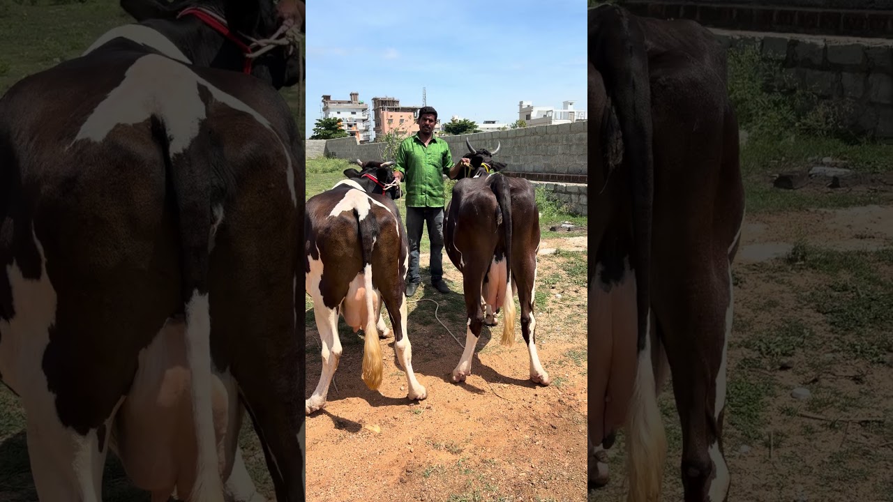Cell ; 9000209160 Cow market, Punganur Lakshmipathi Dairy Farm ￼