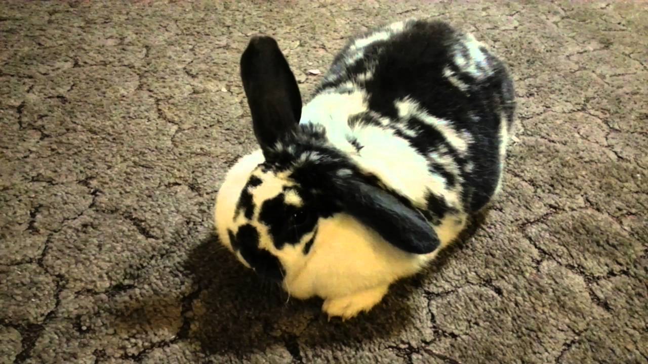 chubby rabbit