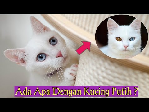 Video: Mengapa Mereka Mengatakan Bahawa Kucing Putih Pekak