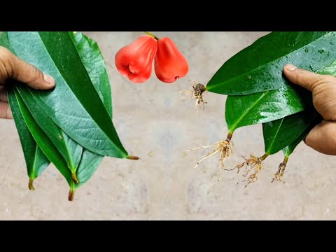 New Techniques How to Grow Java Apple Tree From Leaves | Best Natural Onion Rooting Hormone