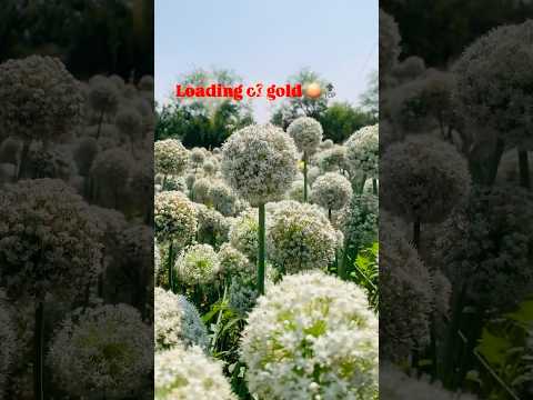 पंचगंगा कांदा सीड्स बियाणे