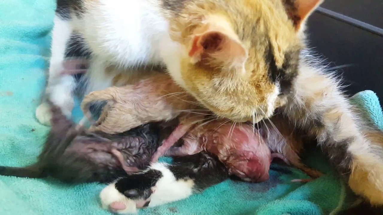 Video Katzenbaby Video Katzenbaby