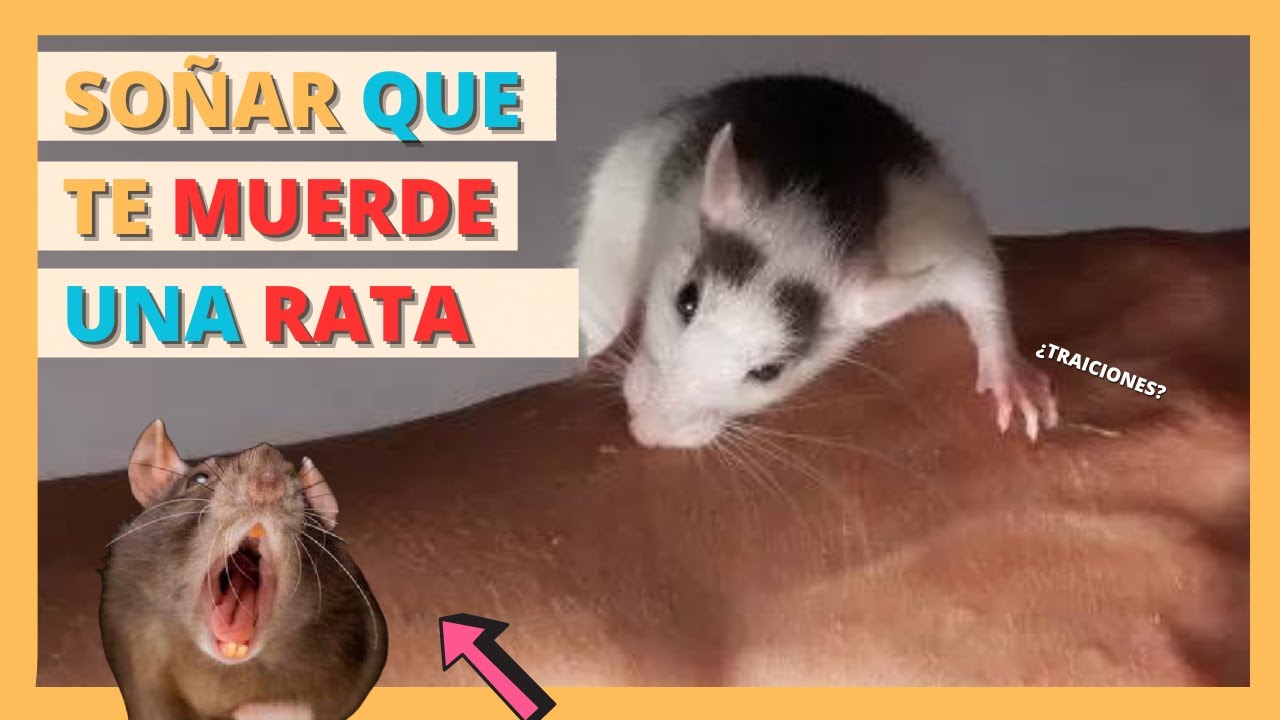 😡😭 Significado de SOÑAR que una RATA TE MUERDE 🐀 #2023 - YouTube