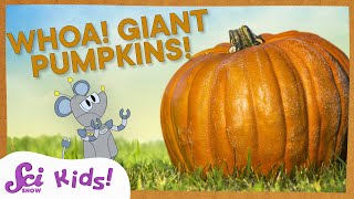 why do pumpkins get so big scishow kids