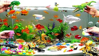 Colorful Aquarium, Cute Animals, Crocodile, Whale, Goldfish, Duck,Octopus,Frog,Jellyfish,Crab,Turtle screenshot 5