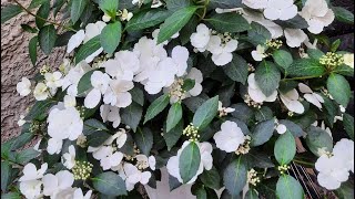 картинка: Зимовка френч болеро и сбежавшей невесты