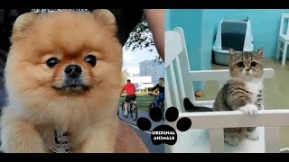 Original Animals #23. CUTE AND FUNNY ANIMALS VIDEO/ МИЛЫЕ И СМЕШНЫЕ ЖИВОТНЫЕ.