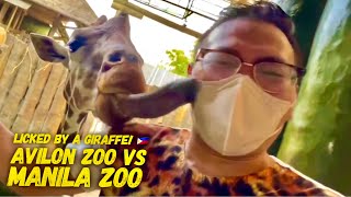 Licked By A Giraffe at Avilon Zoo VS Manila Zoo Full Walking Tour | Best Zoo Manila U Decide