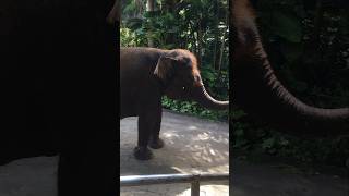 Kaget Mendengar Suara Gajah  zoo animals elephant kebunbinatang
