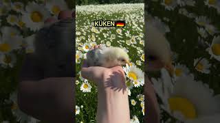 Can you say CHICK in 4 languages? 🐥🌍 #shorts #vocabulary