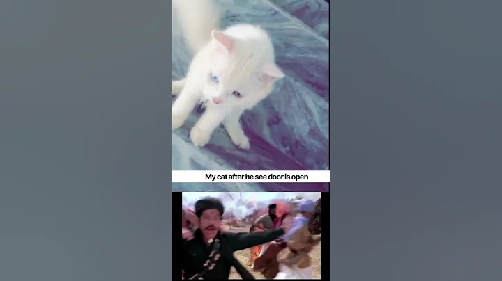 Watch the video about Bhagoooooo 😹#cat #catlife #funny #catlovers #persiancat #memes #persian #catlovers #catvideos
