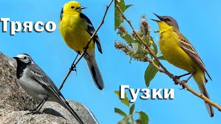 Белая трясогузка и её жёлтые родственницы - Птицы России - Фильм 56