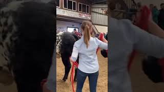 Breeding heifers in Glenamaddy - 2023 ag show