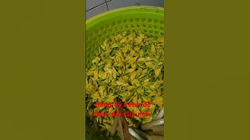 giăng lưới cá lòng tong về nhà làm lẩu mắm bông điên điển mời cả nhà