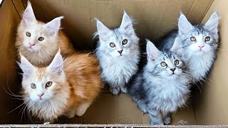 5 Kittens in a Box! by Maine Coon Kittens 16,745 views 2 months ago 6 minutes, 28 seconds