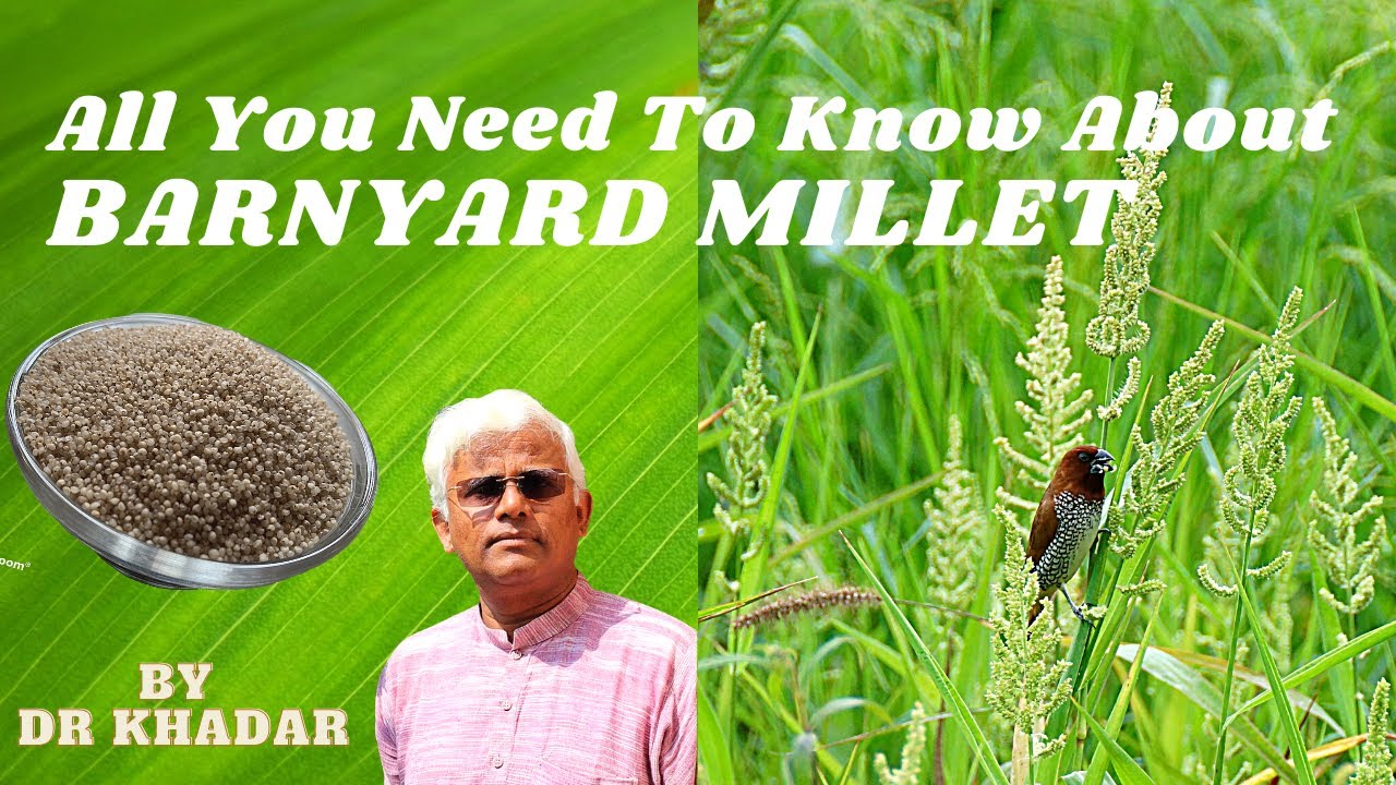 ALL THAT YOU NEED TO KNOW ABOUT BARNYARD MILLET DR KHADAR YouTube