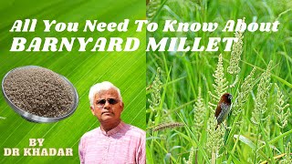 ALL THAT YOU NEED TO KNOW ABOUT BARNYARD MILLET | DR KHADAR