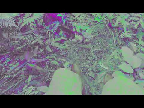 Qué Pasa (Amazon Rave)