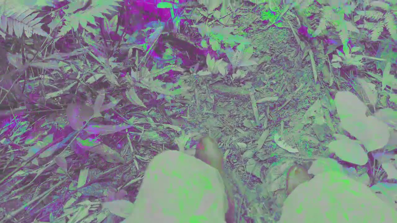 Watch Qué Pasa - SOMMA, LE YORA (Amazon Rave Visualizer) on YouTube Watch Qué Pasa - SOMMA, LE YORA (Amazon Rave Visualizer) on YouTube