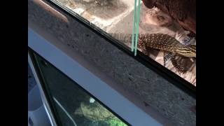 Varanus Panoptes Horni