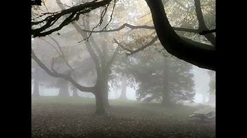 Real Einstein’s Riddle, insane levels 386-390