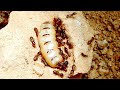 The TERMITE NEST and the GIANT TERMITE QUEEN | Termites vs Ants