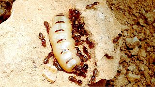 The TERMITE NEST and the GIANT TERMITE QUEEN | Termites vs Ants