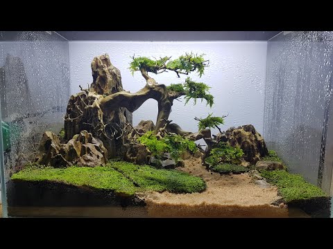Video Hướng dẫn làm cây bonsai bám đá dáng thác đổ & setup... - youtube