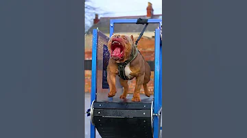 Pitbull Dog Dengueras Pitbull Dogs Dengerous Daily Upload Explore Explorepage 