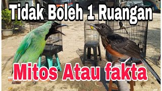 Mitos atau fakta murai dan cucak ijo tidak boleh satu rumah