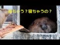 【トリアスふれあい動物園】えいたくんのおさんぽ