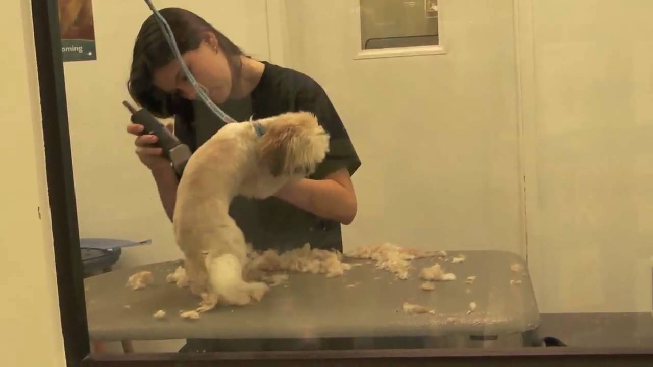 dog grooming classes at petsmart