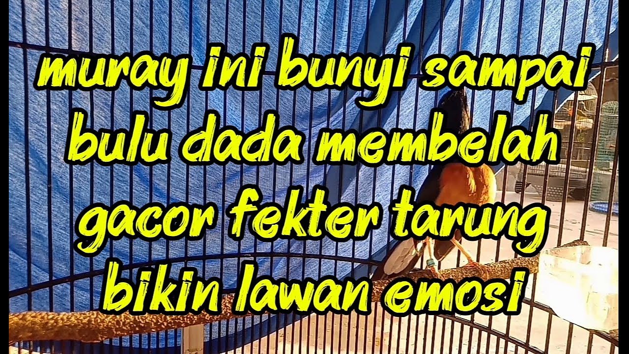 Pancingan muray gacor fekter tarung bikin lawan emosi