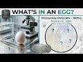🥚🔬 Let’s see what’s inside an egg! 40x to 400X FULL VIDEO