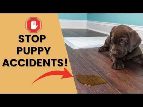 The Puppy Potty Training Secret You Need