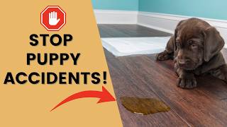The Puppy Potty Training Secret You Need