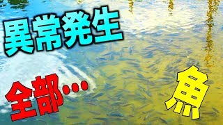 魚が大量発生！これは釣るしかない！[100均キャンプ対決 pt4]