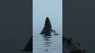 Chin Slap From This Humpback Calf Shot On Canon R5