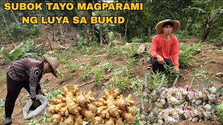 SUCCESS TANIM NATING LUYA BUHAY LAHAT PAGLALAGAY NG PATABA 